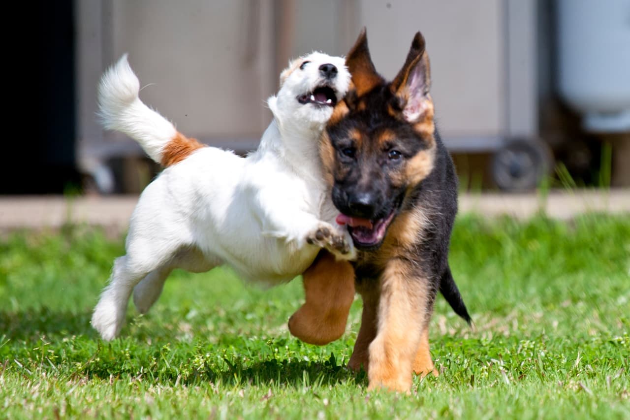 Two happy dogs playing on the grass